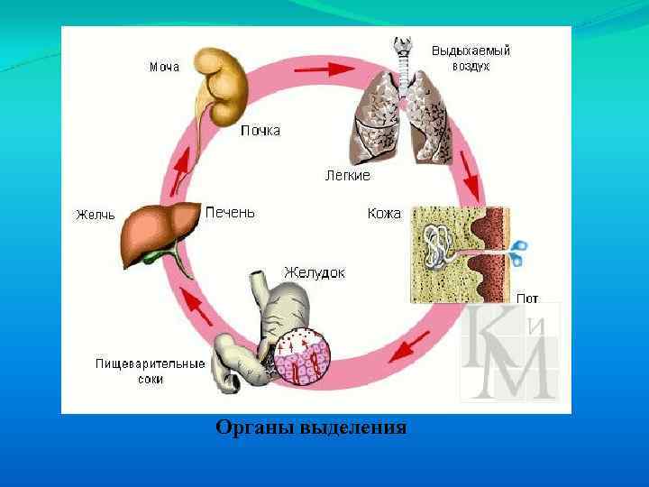 Органы выделения 