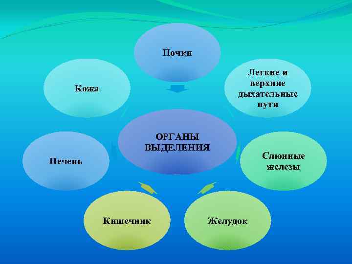 Почки Легкие и верхние дыхательные пути Кожа ОРГАНЫ ВЫДЕЛЕНИЯ Печень Кишечник Желудок Слюнные железы
