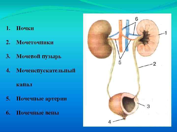 1. Почки 2. Мочеточники 3. Мочевой пузырь 4. Мочеиспускательный канал 5. Почечные артерии 6.