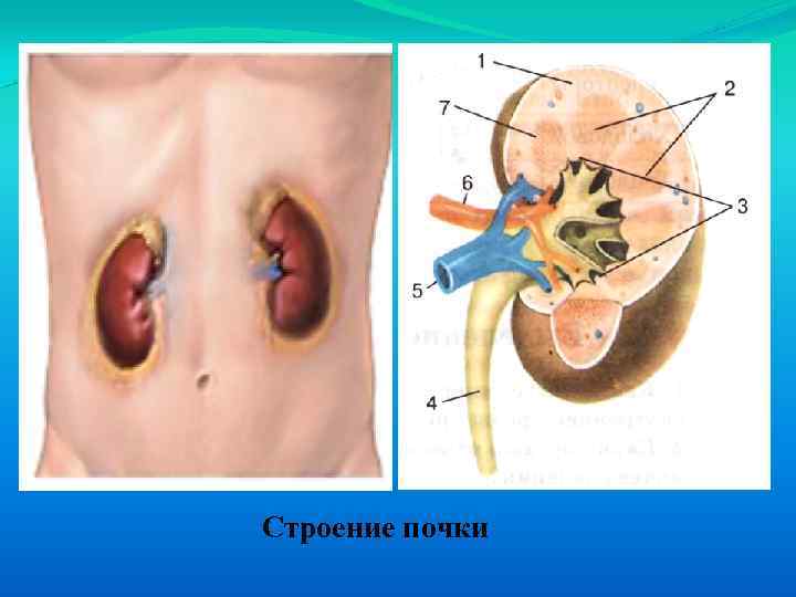 Строение почки 