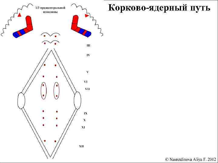 Корково-ядерный путь 