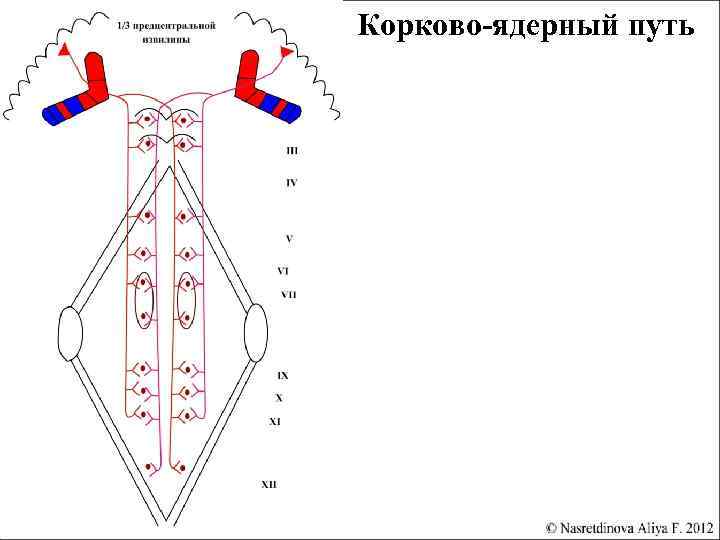 Кортико нуклеарный путь схема