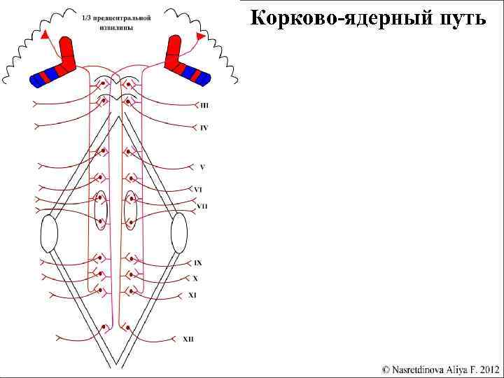 Кортико нуклеарный путь схема