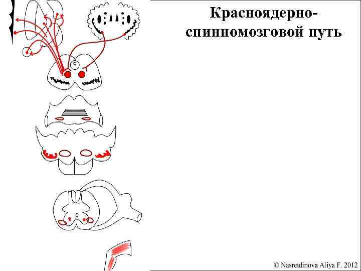 Красноядерно спинномозговой путь схема