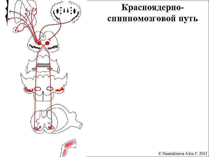 Красноядерно спинномозговой путь схема