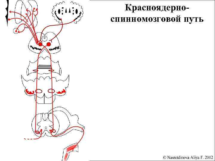 Покрышечно спинномозговой путь схема