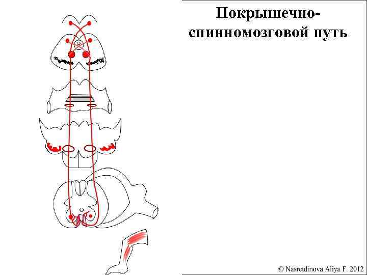 Покрышечноспинномозговой путь 