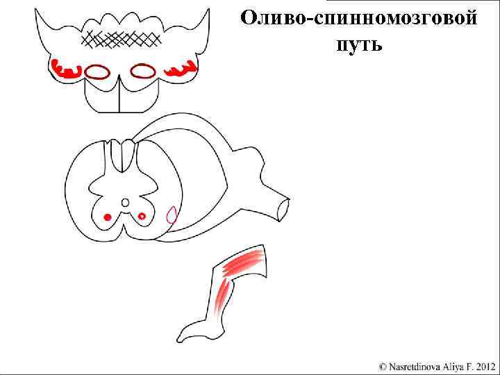 Оливо спинномозговой путь схема