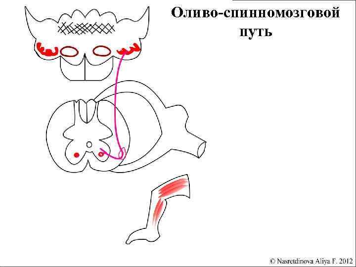 Покрышечно спинномозговой путь схема