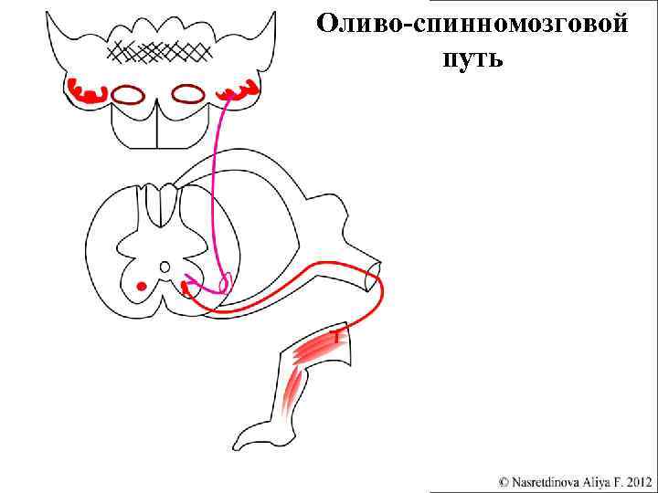 Покрышечно спинномозговой путь схема