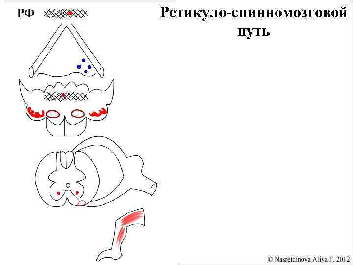 Преддверно спинномозговой путь схема