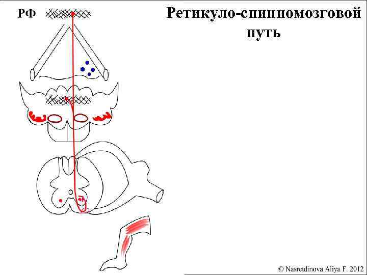 Красноядерно спинномозговой путь схема