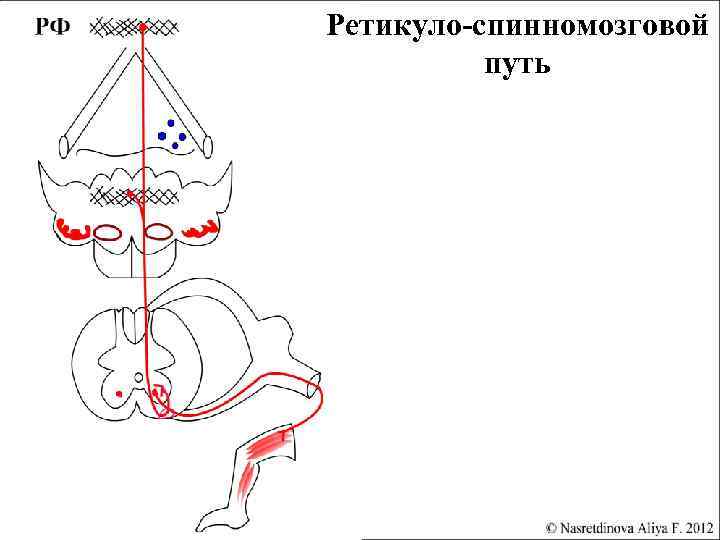 Ретикуло-спинномозговой путь 