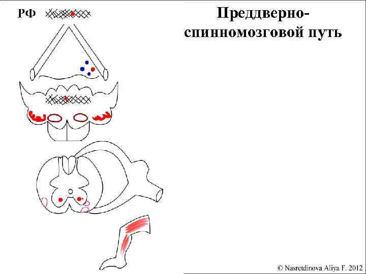 Преддверноспинномозговой путь 