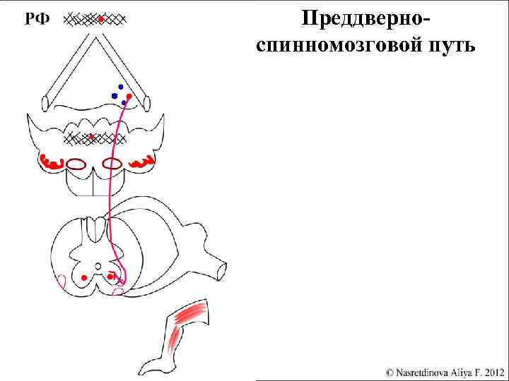 Преддверноспинномозговой путь 