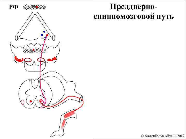 Красноядерно спинномозговой путь схема