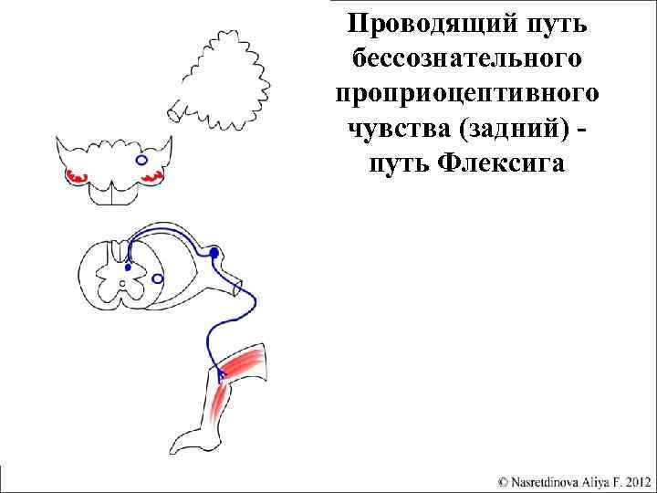 Путь говерса схема