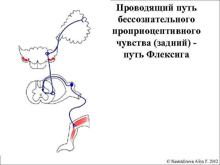 Проводящие пути рисунки