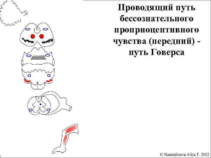 Проводящий путь бессознательного проприоцептивного чувства (передний) путь Говерса 