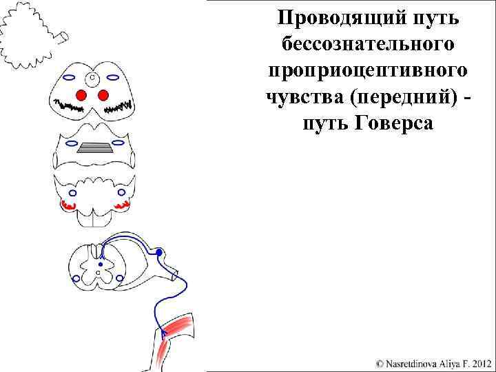 Проводящий путь бессознательного проприоцептивного чувства (передний) путь Говерса 