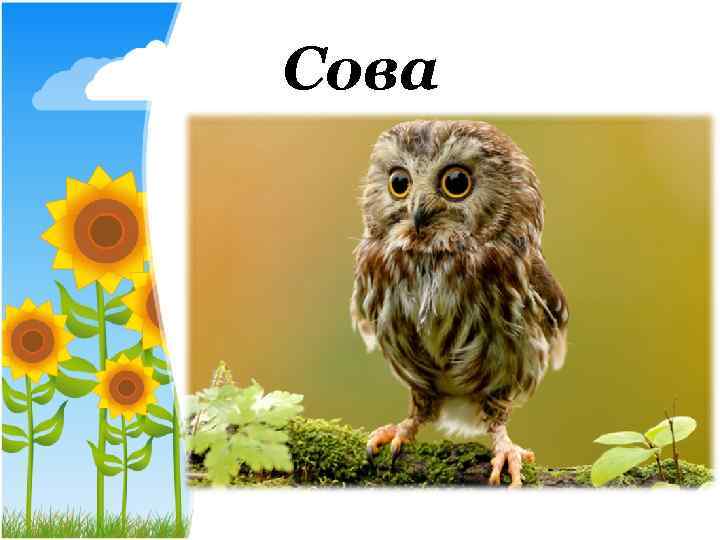Сова 