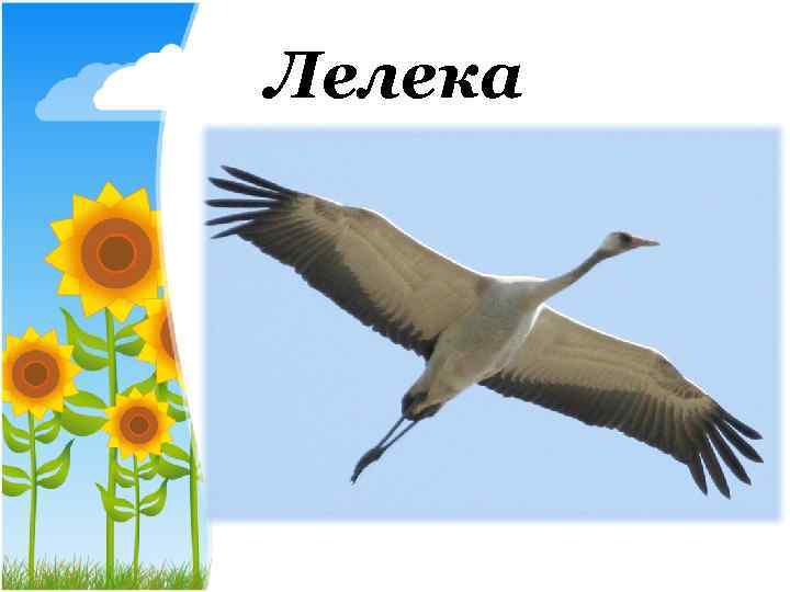 Лелека 