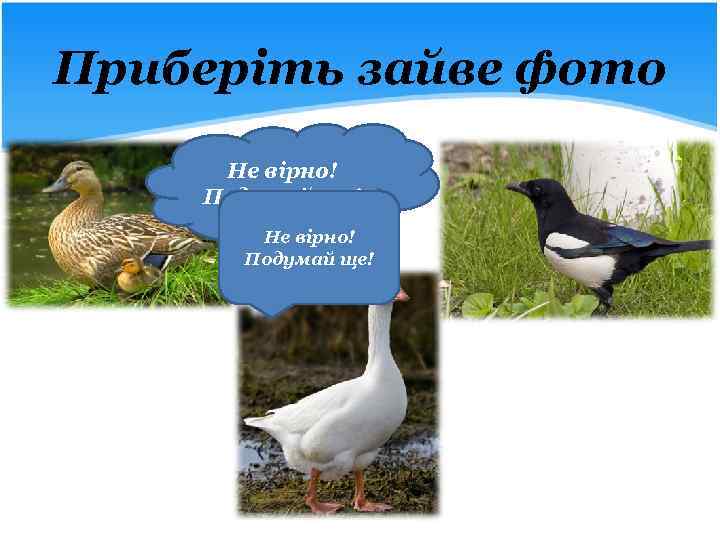 Приберіть зайве фото Не вірно! Подумай ще! 