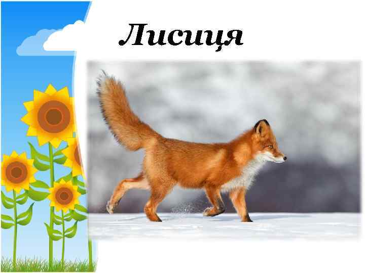 Лисиця 