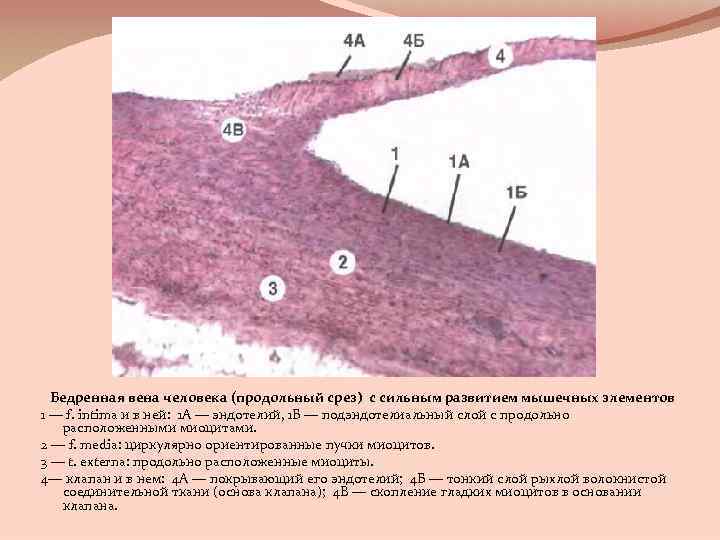 Бедренная вена человека (продольный срез) с сильным развитием мышечных элементов 1 — f. intima