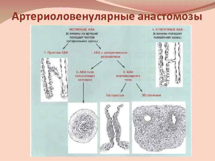 Артериоловенулярные анастомозы 