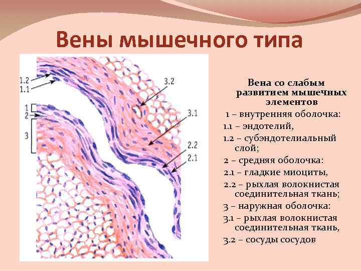 Вены мышечного типа Вена со слабым развитием мышечных элементов 1 – внутренняя оболочка: 1.