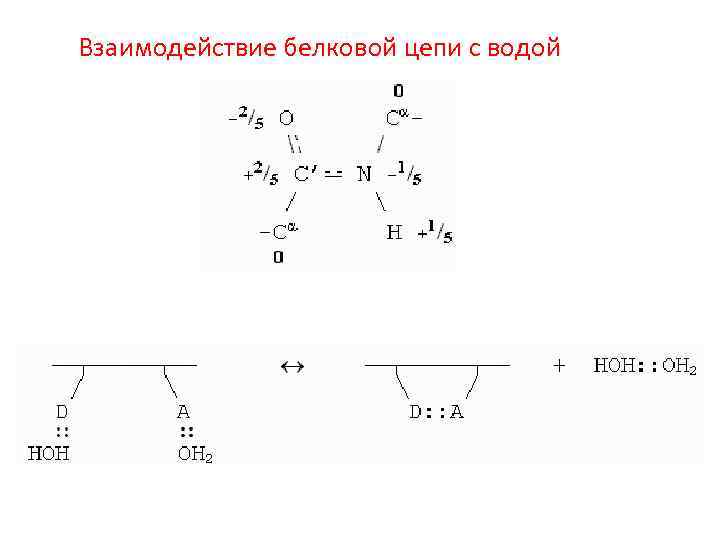 Взаимодействие белковой цепи с водой 