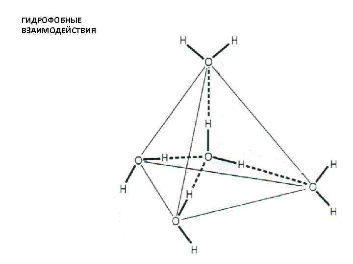 ГИДРОФОБНЫЕ ВЗАИМОДЕЙСТВИЯ 