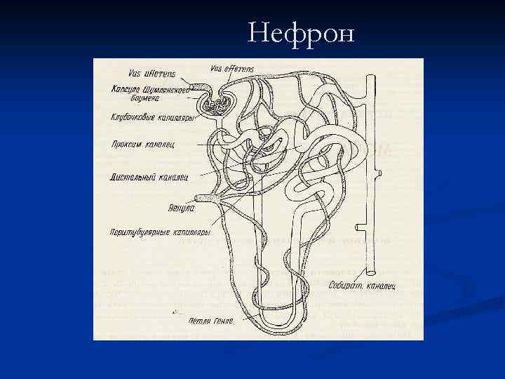 Строение нефрона рисунок черно белый
