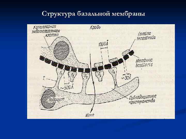 Структура базальной мембраны 