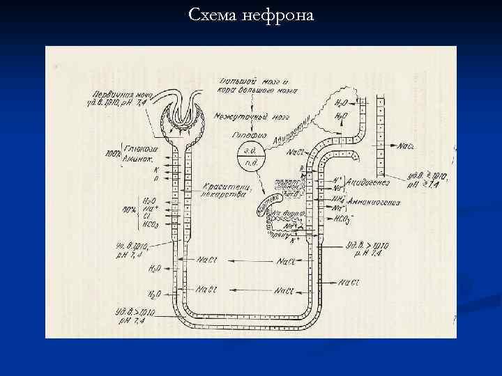 Схема нефрона 