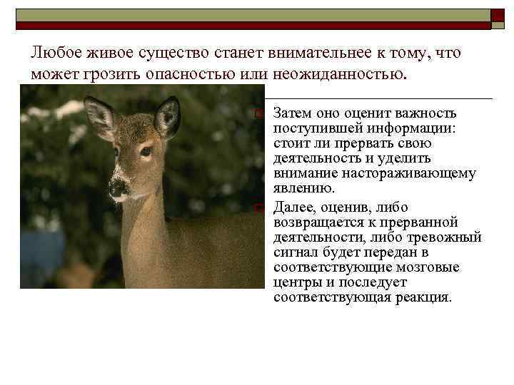 Любое живое существо станет внимательнее к тому, что может грозить опасностью или неожиданностью. o