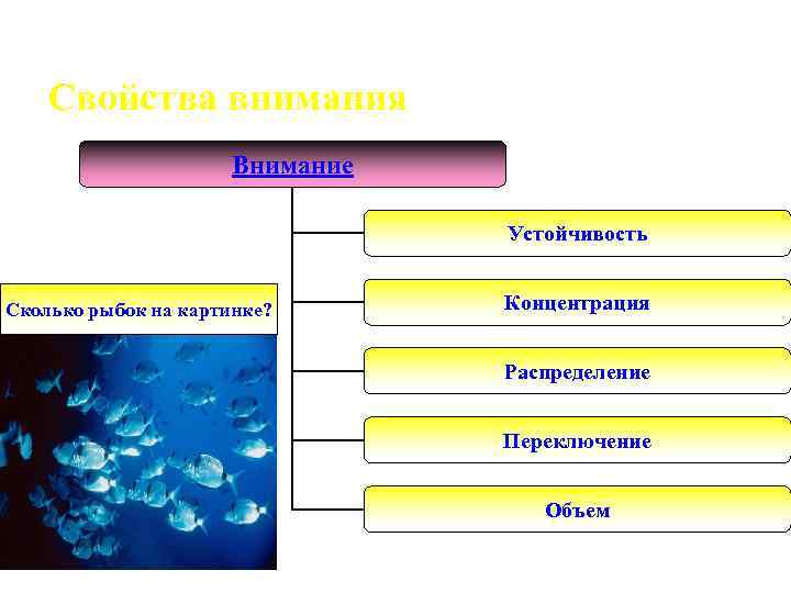 Свойства внимания Внимание Устойчивость Сколько рыбок на картинке? Концентрация Распределение Переключение Объем 