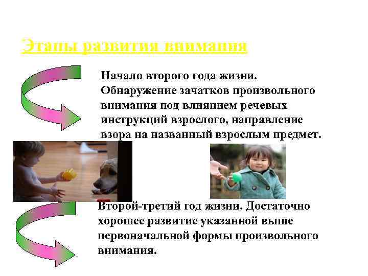 Этапы развития внимания Начало второго года жизни. Обнаружение зачатков произвольного внимания под влиянием речевых