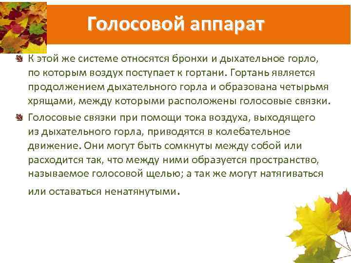 Голосовой аппарат К этой же системе относятся бронхи и дыхательное горло, по которым воздух