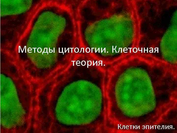 Методы цитологии. Клеточная теория. Клетки эпителия. 