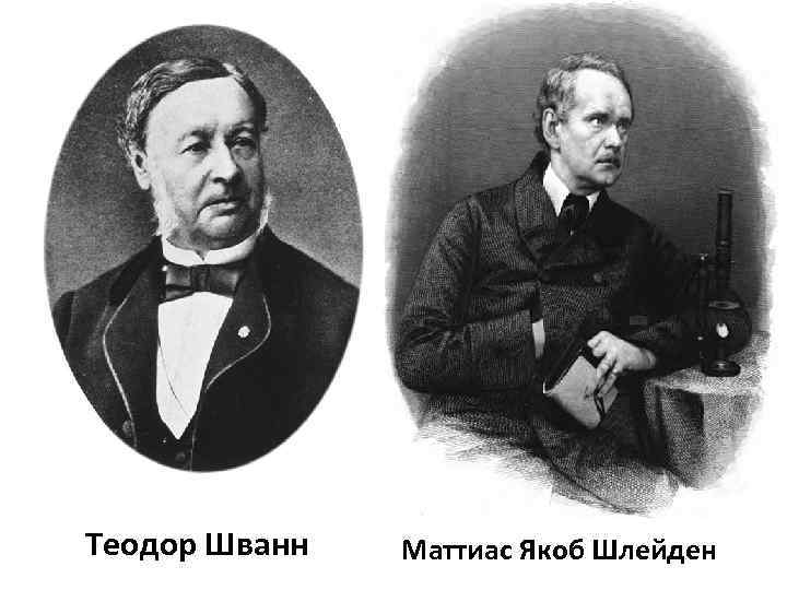 Теория шванна и шлейдена. Теодор Шванна и Матисс Шлейден. Т Шванн и м Шлейден. Теодор Шванн и Матиас Шлейден вклад в биологию. Маттиас Шлейден и Теодор Шванн клеточная теория.