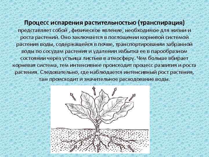 Транспирация воды у растений. Роль транспирации у растений. Роль транспирации в жизни растений. Процесс испарения воды у растений.