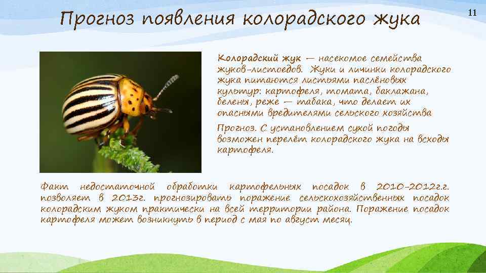 Прогноз появления колорадского жука Колорадский жук — насекомое семейства жуков-листоедов. Жуки и личинки колорадского