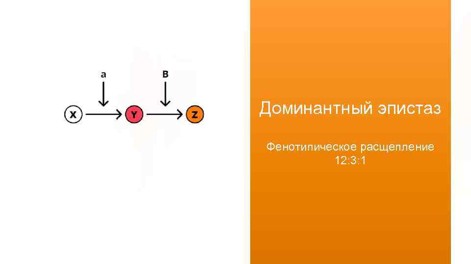 Доминантный эпистаз Фенотипическое расщепление 12: 3: 1 