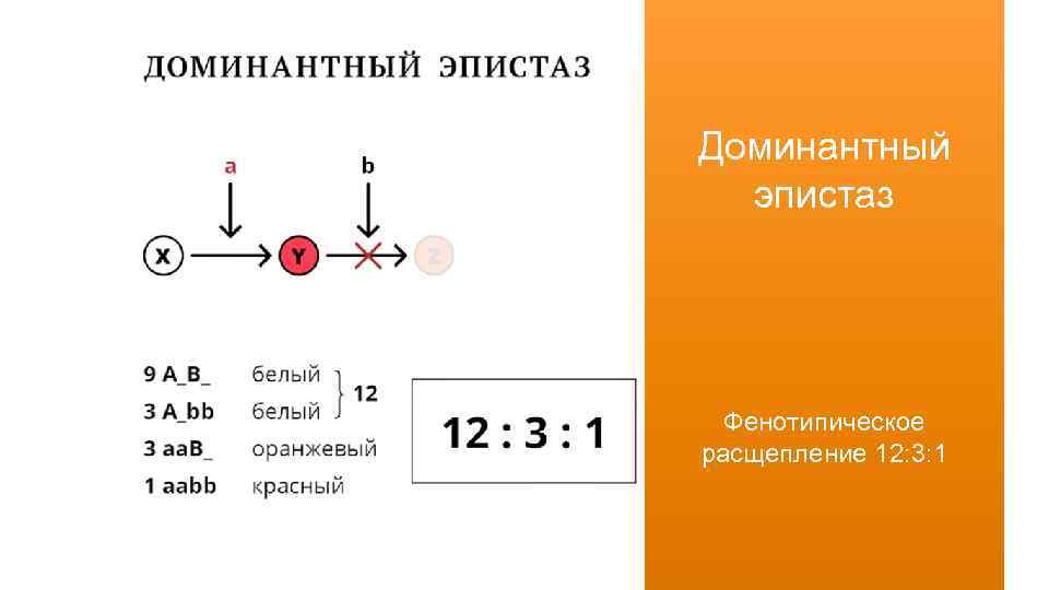 Доминантный эпистаз Фенотипическое расщепление 12: 3: 1 