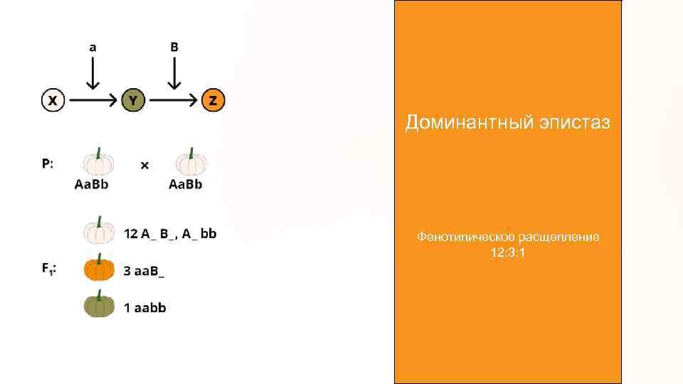 Доминантный эпистаз Фенотипическое расщепление 12: 3: 1 