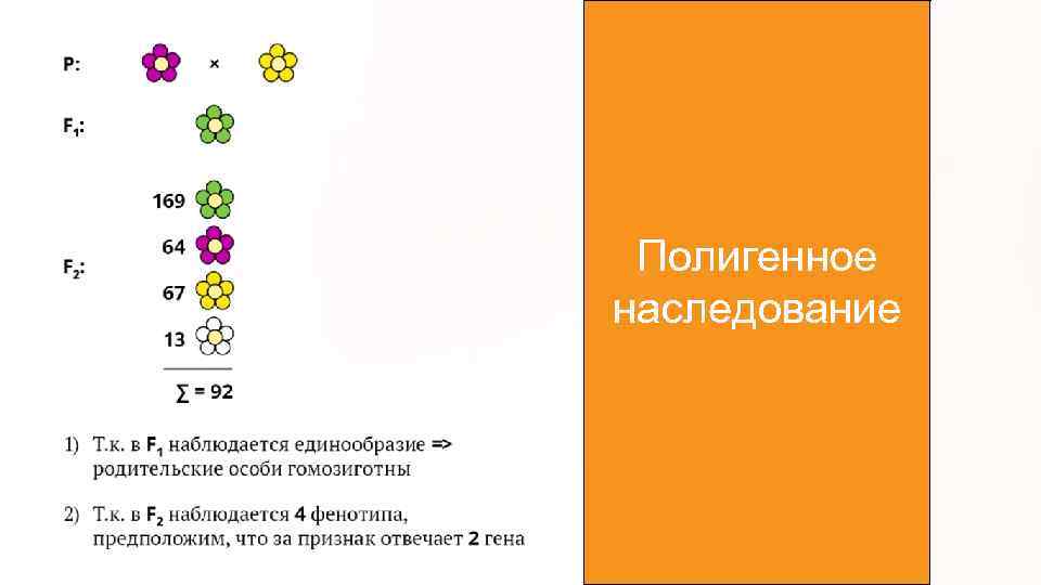 Полигенное наследование 