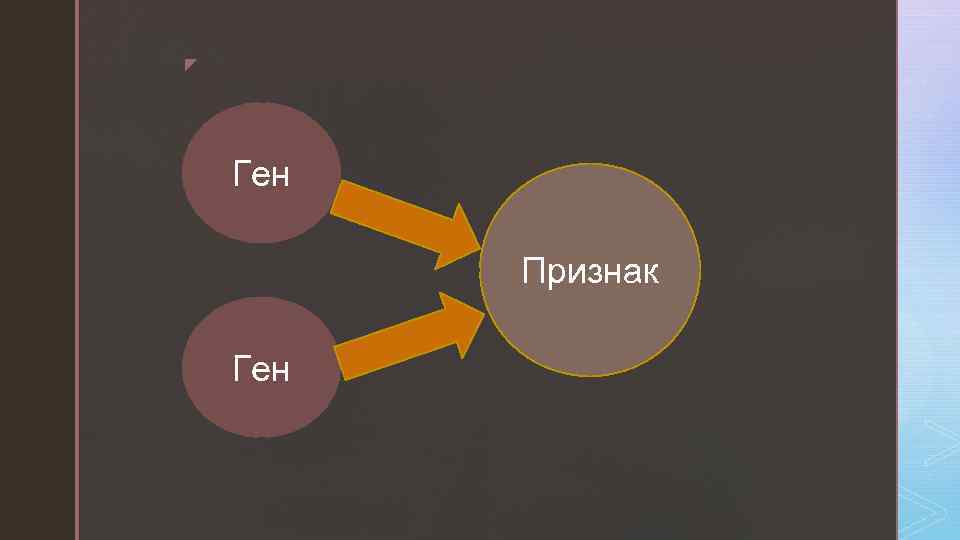 z Ген Признак Ген 