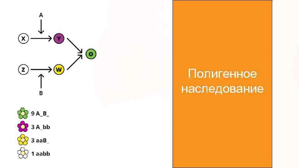 Полигенное наследование 